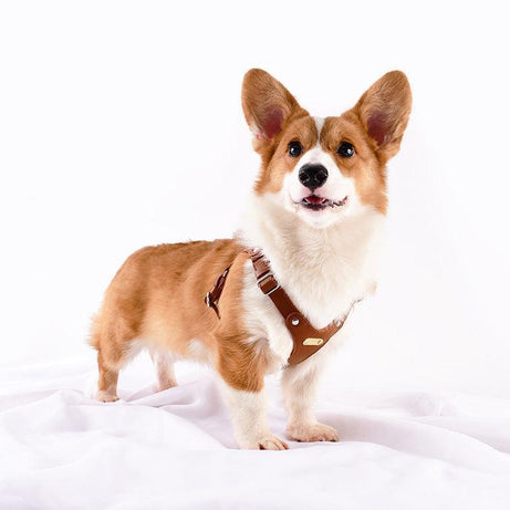 Hoop Vegan Leather Dog Harness Kit