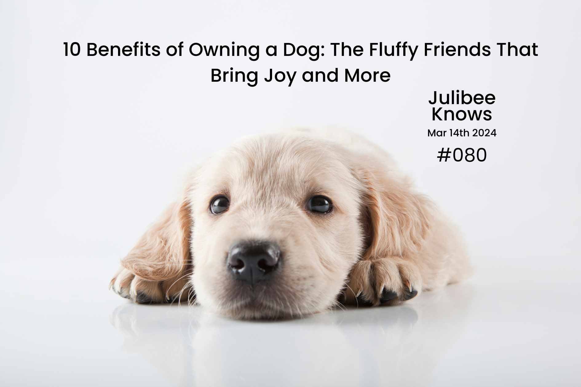 10 Benefits of Owning a Dog The Fluffy Friends That Bring Joy and More