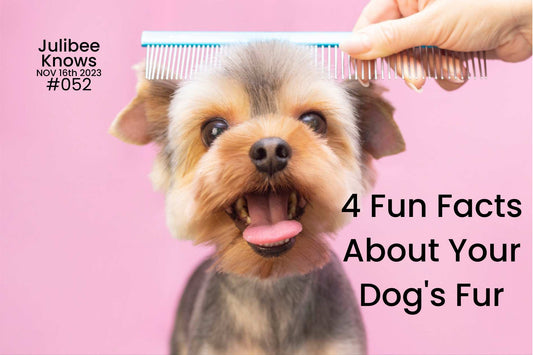 4 Fun Facts About Your Dog's Fur