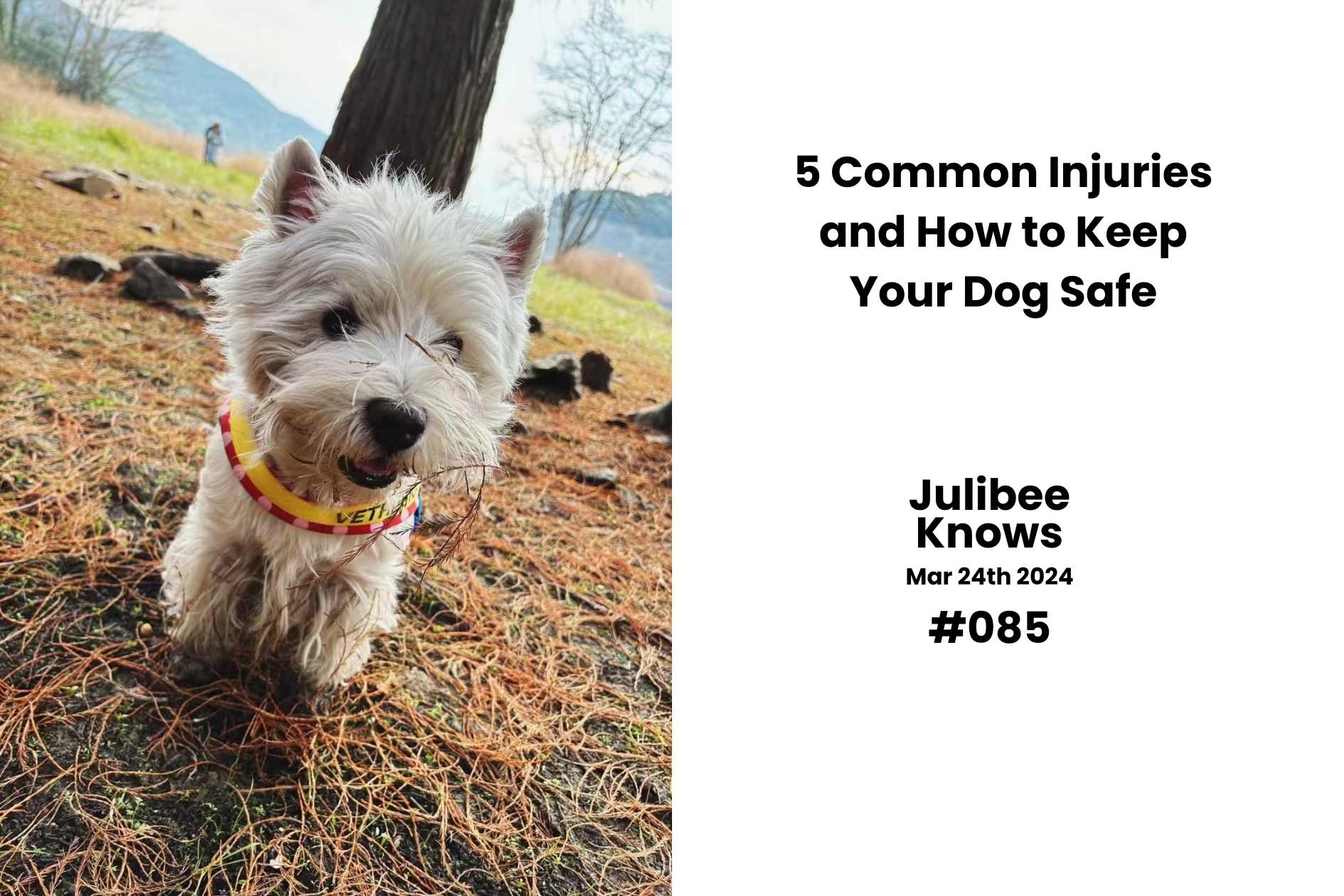 5 Common Injuries and How to Keep Your Dog Safe