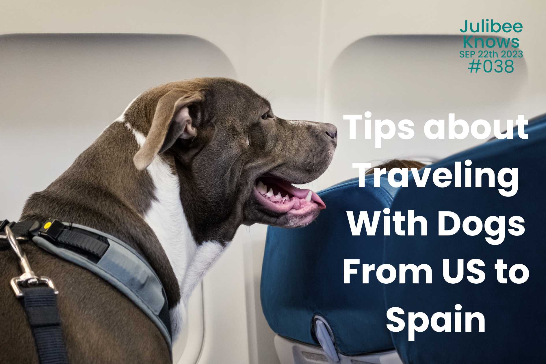 Airlines recommendation about Traveling With Dogs From US to Spain