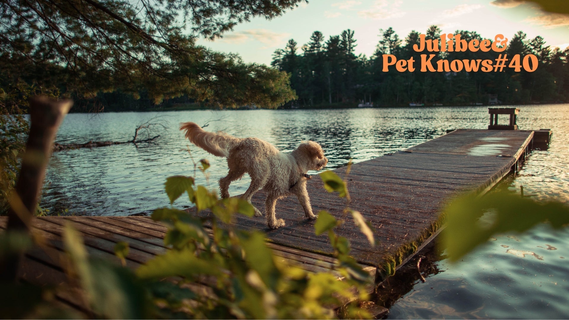 Understanding the Special Travel Needs of Different Dog Breeds: Tailored Tips for Corgis, Golden Retrievers, and Bulldogs