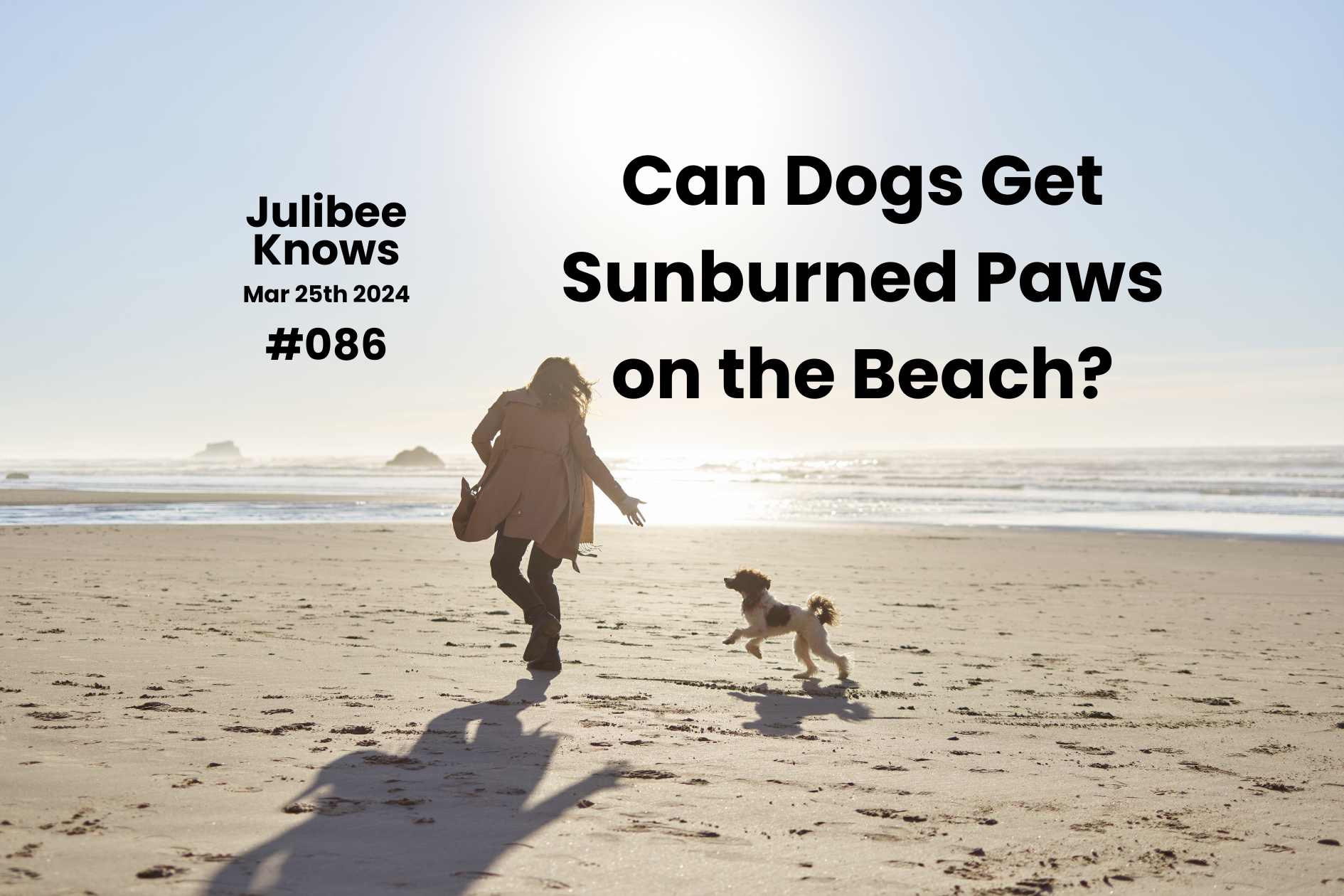 Can Dogs Get Sunburned Paws on the Beach