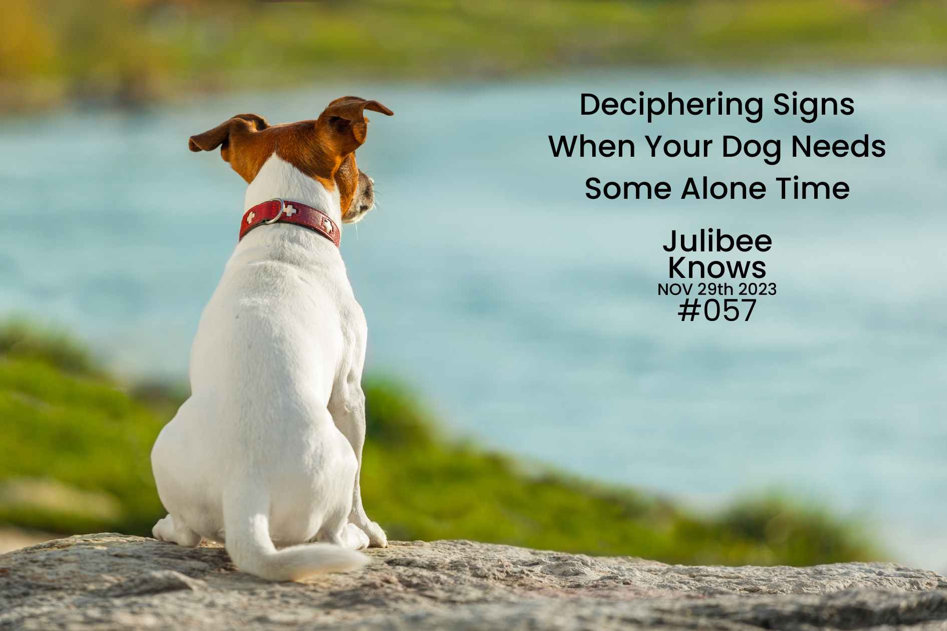 Canine Solitude: Deciphering Signs When Your Dog Needs Some Alone Time