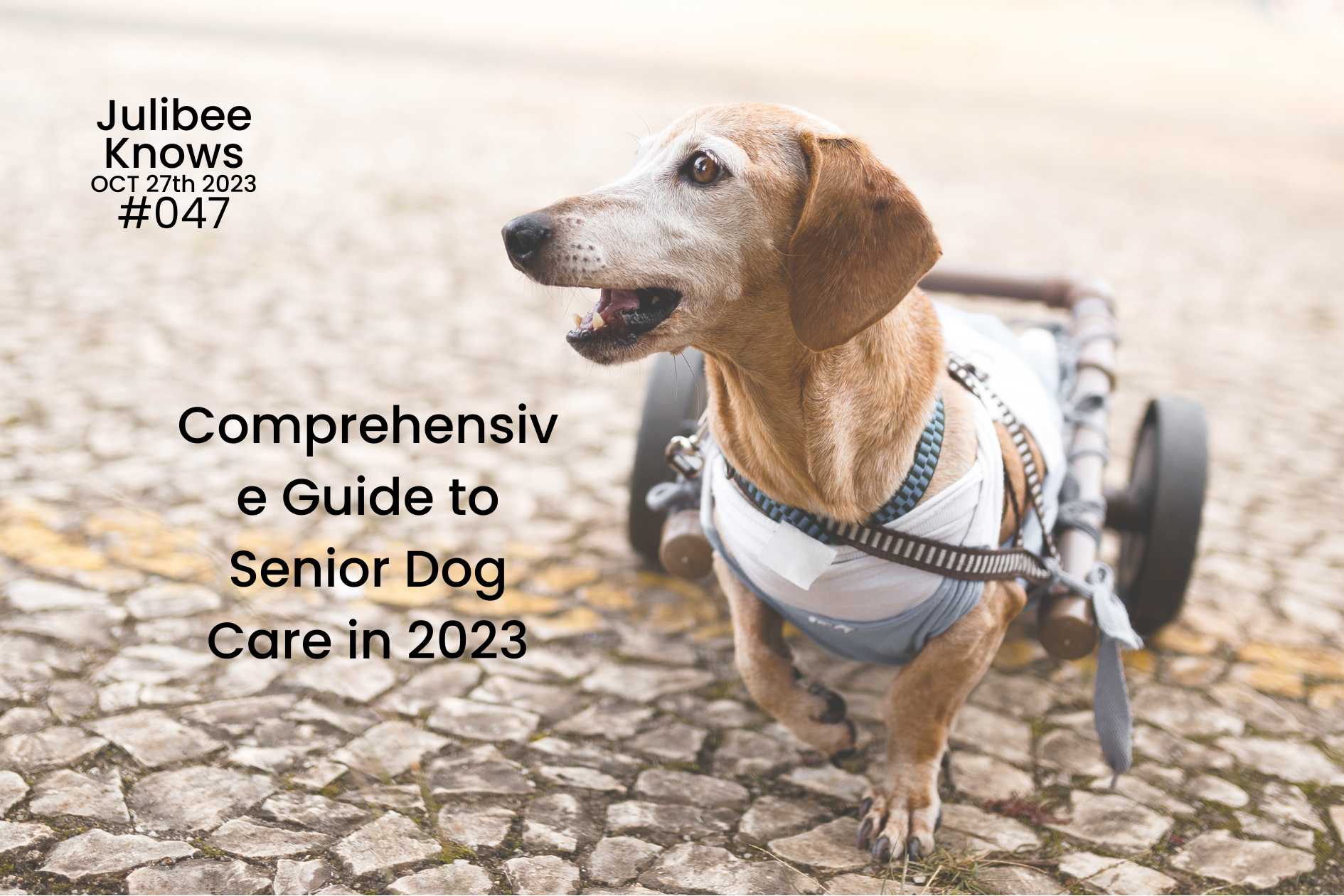 Comprehensive Guide to Senior Dog Care in 2023