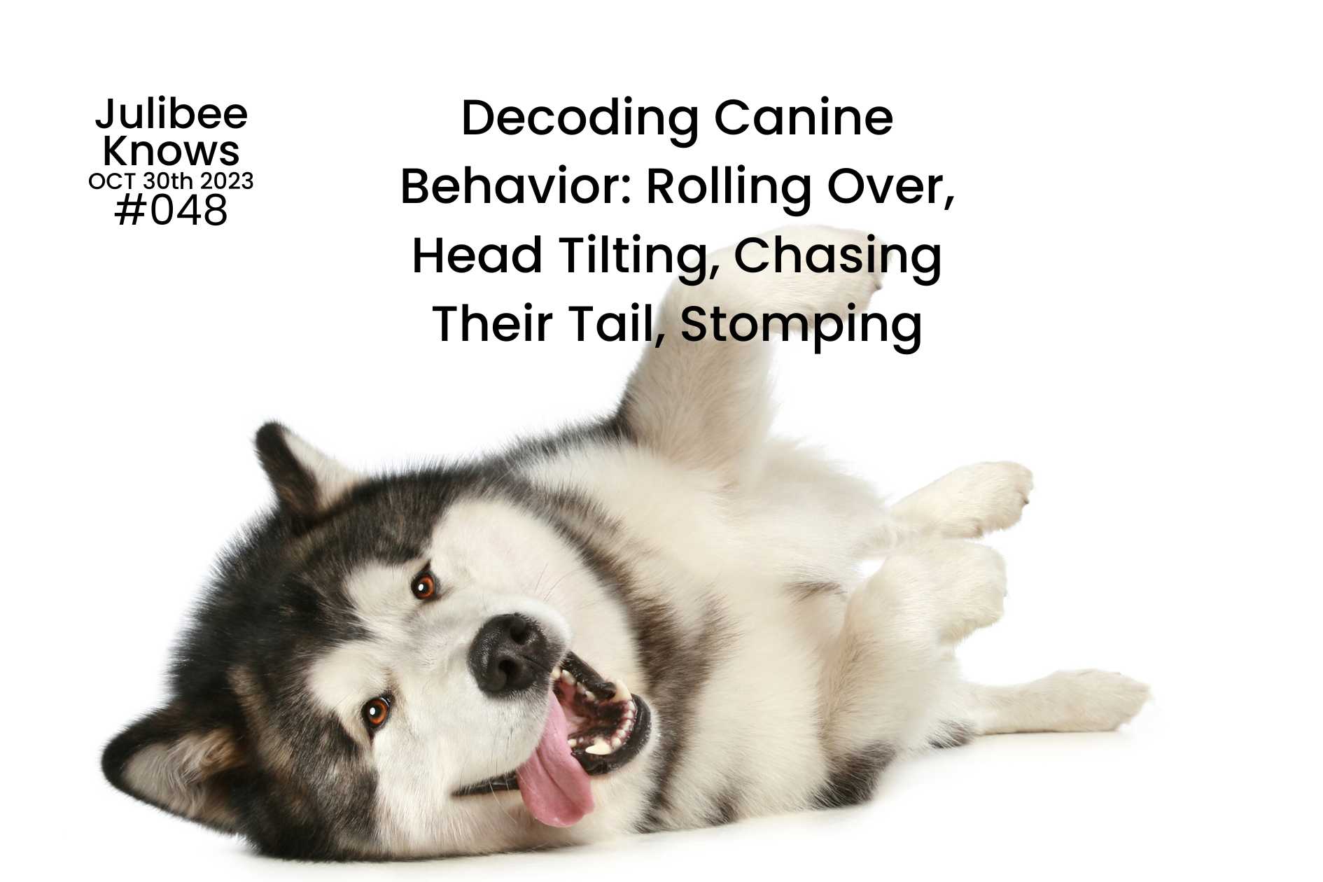 Decoding Canine Behavior: Rolling Over, Head Tilting, Chasing Their Tail, Stomping