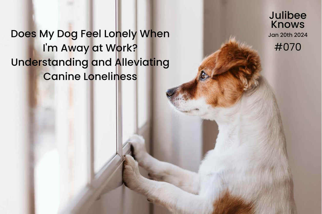 Does My Dog Feel Lonely When I'm Away at Work? Understanding and Alleviating Canine Loneliness