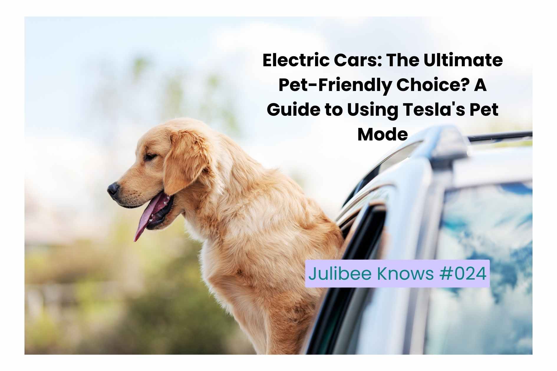 Electric Cars: The Ultimate Pet-Friendly Choice? A Guide to Using Tesla's Pet Mode - Julibee's