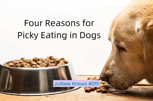 Four Reasons for Picky Eating in Dogs - Julibee's
