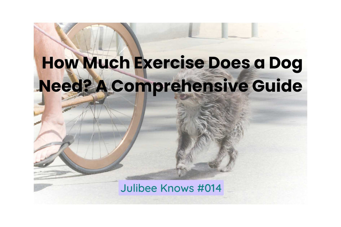How Much Exercise Does a Dog Need? A Comprehensive Guide - Julibee's