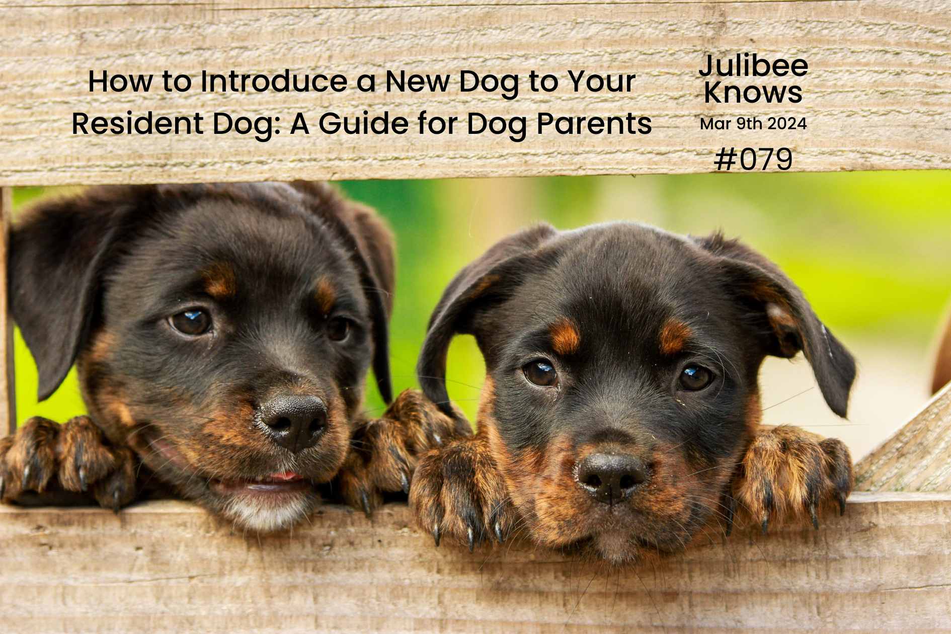 How to Introduce a New Dog to Your Resident Dog: A Guide for Dog Parents