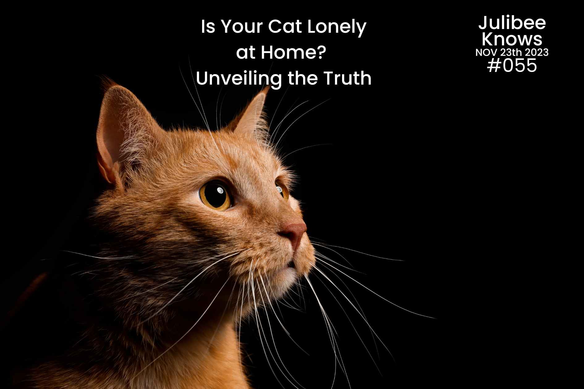 Is Your Cat Lonely at Home? Unveiling the Truth