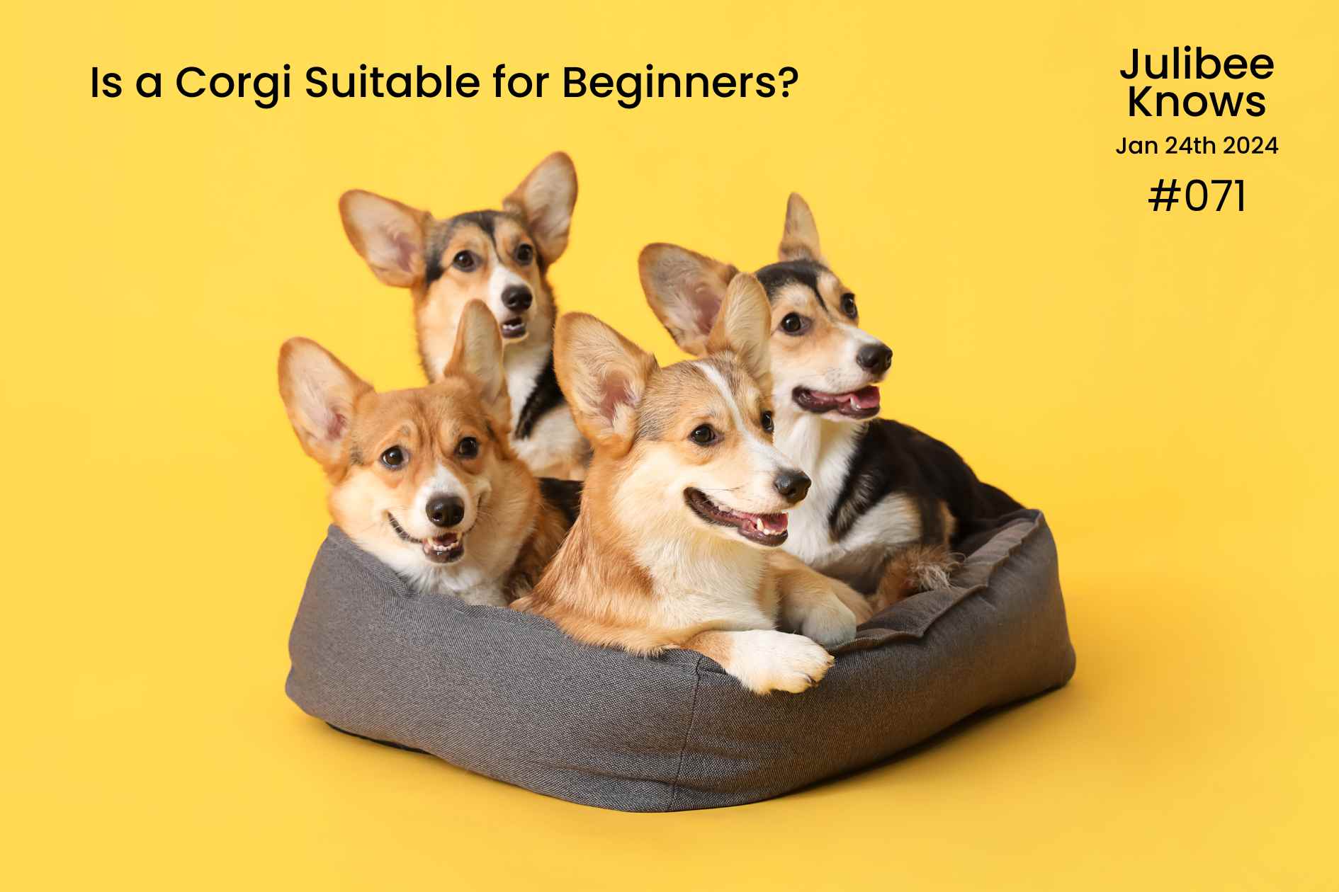 Is a Corgi Suitable for Beginners