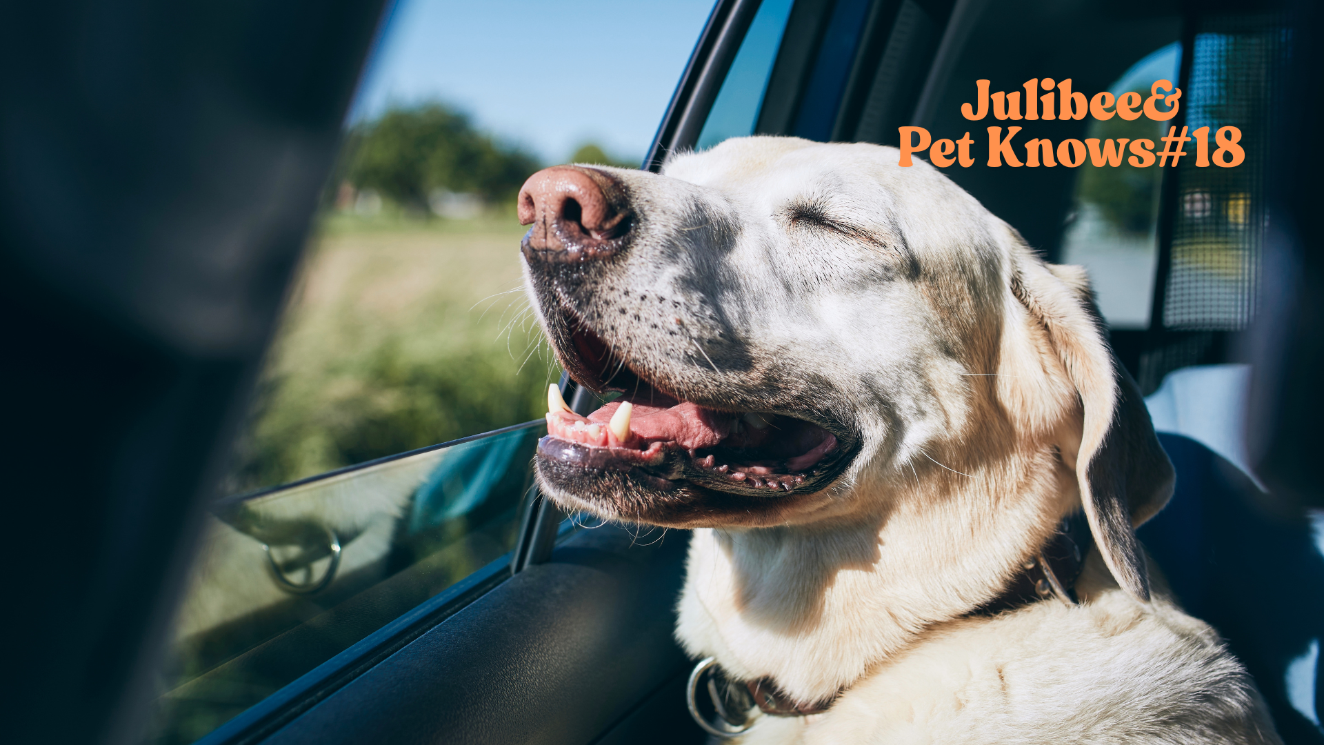 The Ultimate Guide to Booking an Airbnb or Vrbo with Your Dog