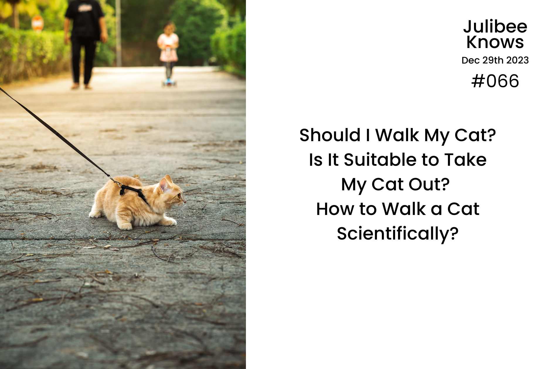 Should I Walk My Cat? Is It Suitable to Take My Cat Out? How to Walk a Cat Scientifically?
