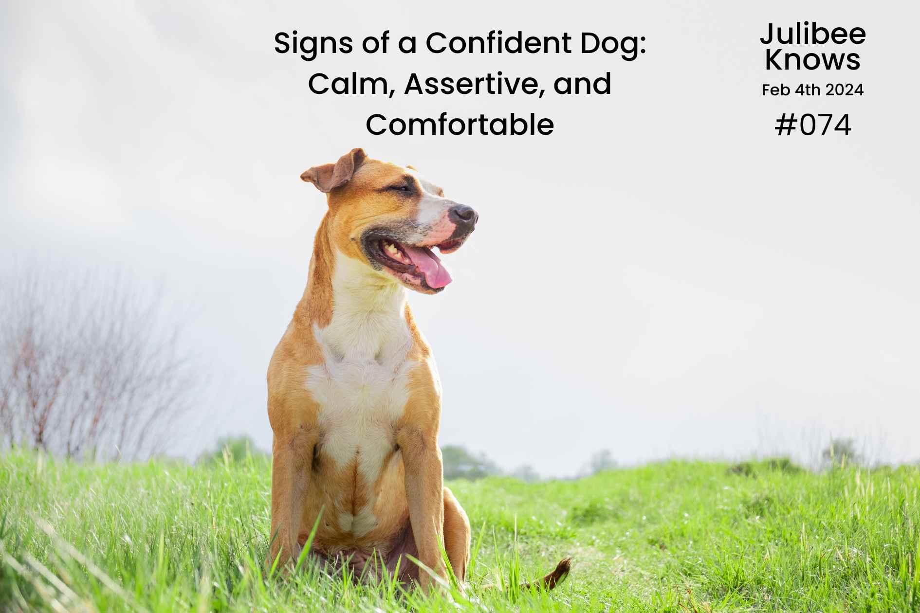Signs of a Confident Dog Calm, Assertive, and Comfortable