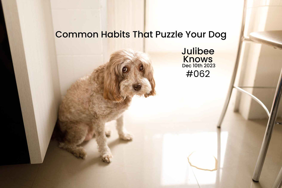 Surprising Canine Confusion: 10 Common Habits That Puzzle Your Dog