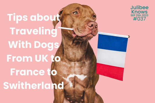 Tips about Traveling With Dogs From UK to France to Switherland