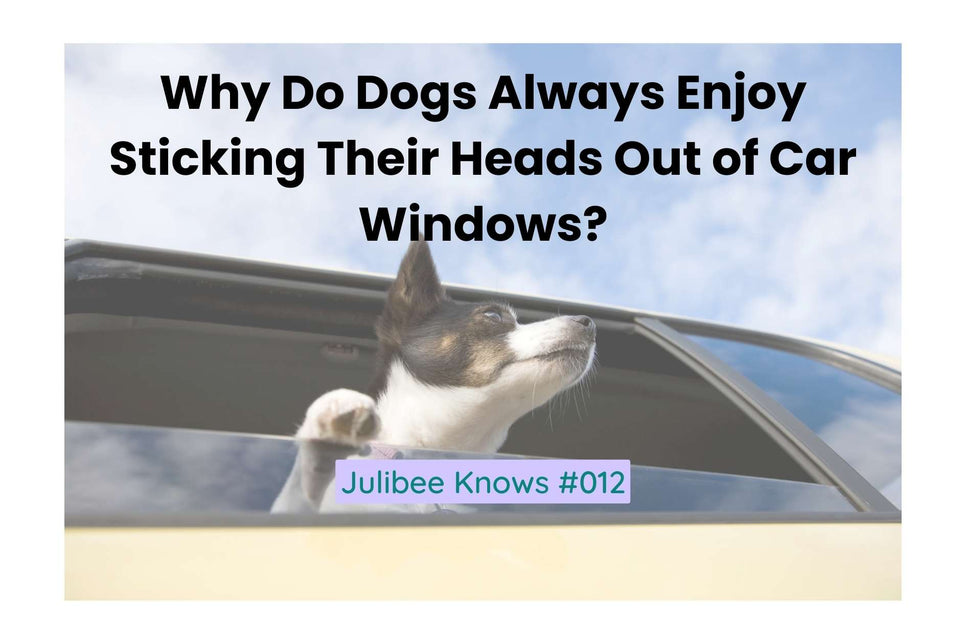 Why Do Dogs Always Enjoy Sticking Their Heads Out of Car Windows