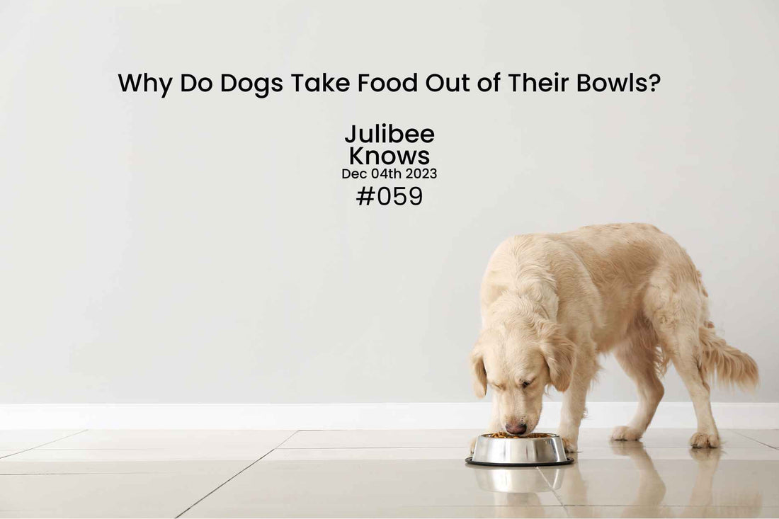 Why Do Dogs Take Food Out of Their Bowls? Unveiling the Canine Dining Mysteries