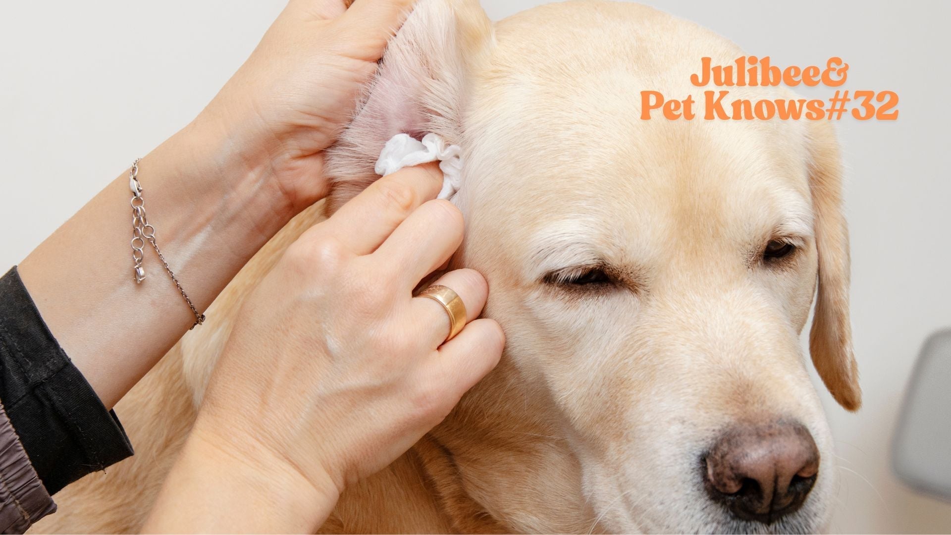 Pet Travel Hygiene: A Review of Portable Paw Cleaners and Specialized Wipes