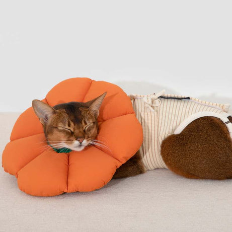 2-In-One Cotton Cat Recovery Suit & Cone Collar