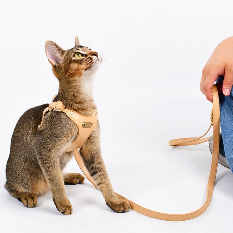 Bowtie Leather Cat Walking Kit (ID Tag included)