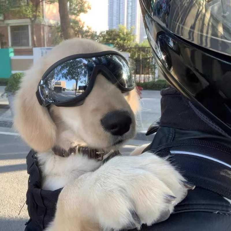 Dog Backpack Carrier