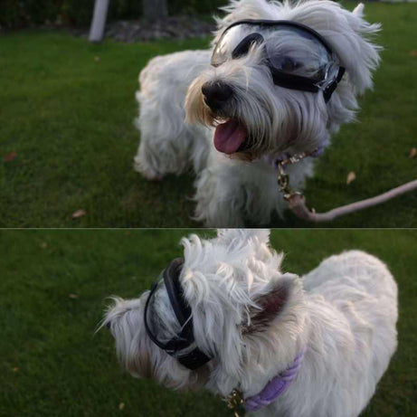 Dog Goggles