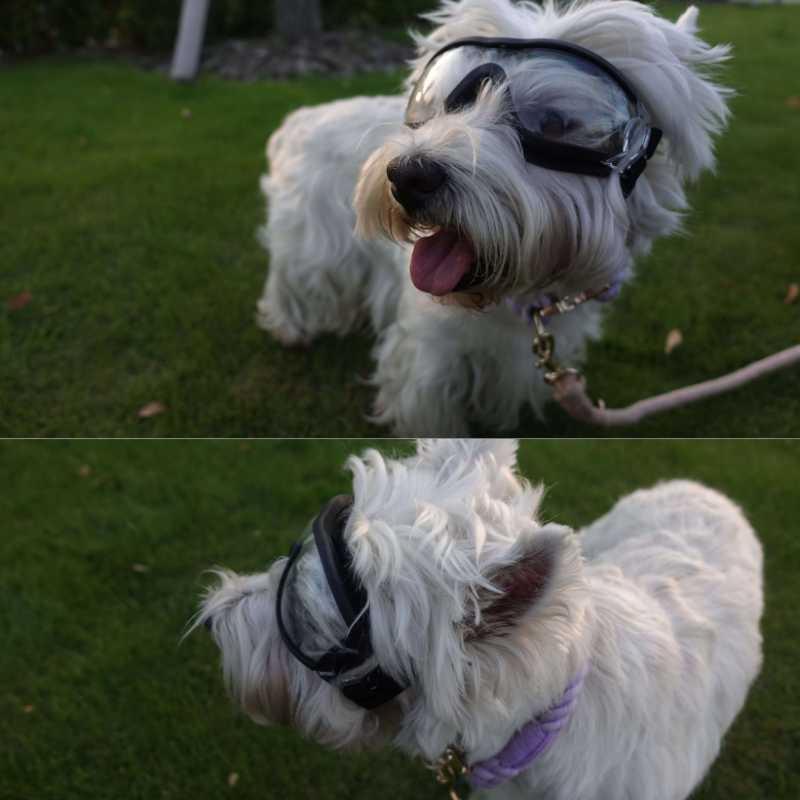 Dog Goggles