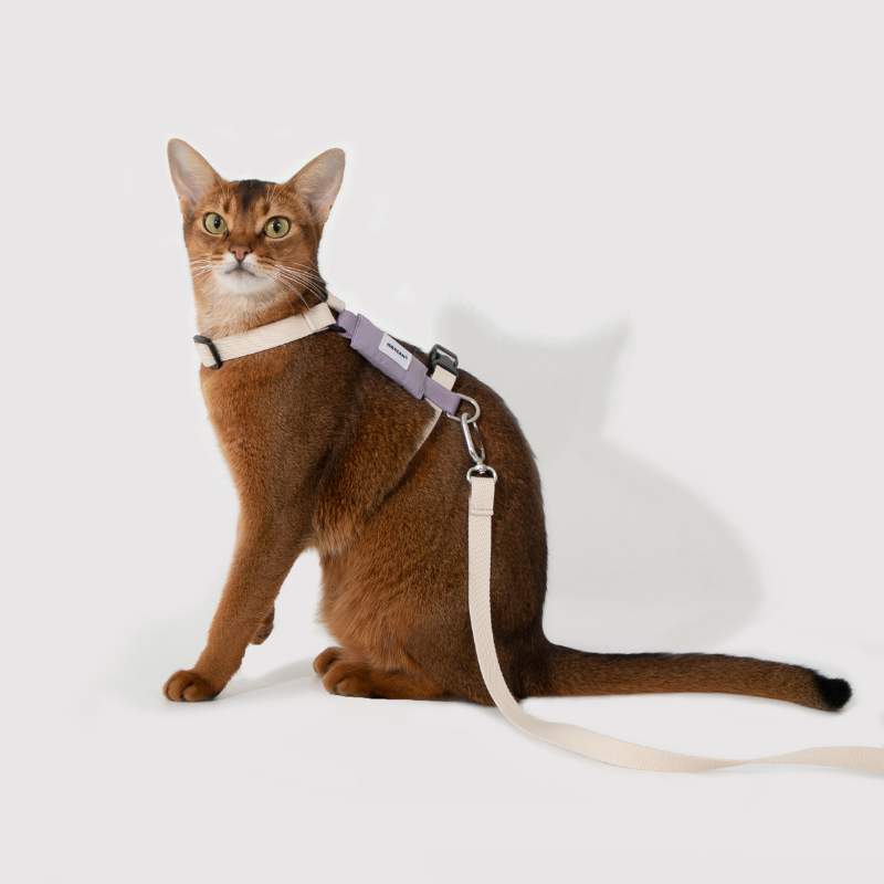FeatherLite H-Harness Cat Walking Kit Purple