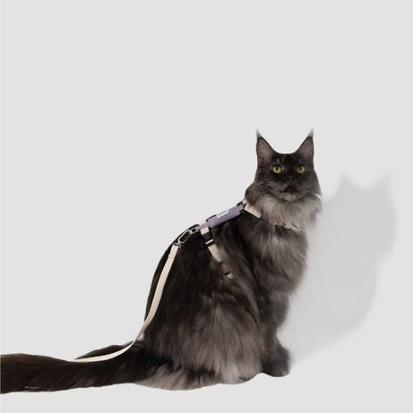FeatherLite H-Harness Cat Walking Kit
