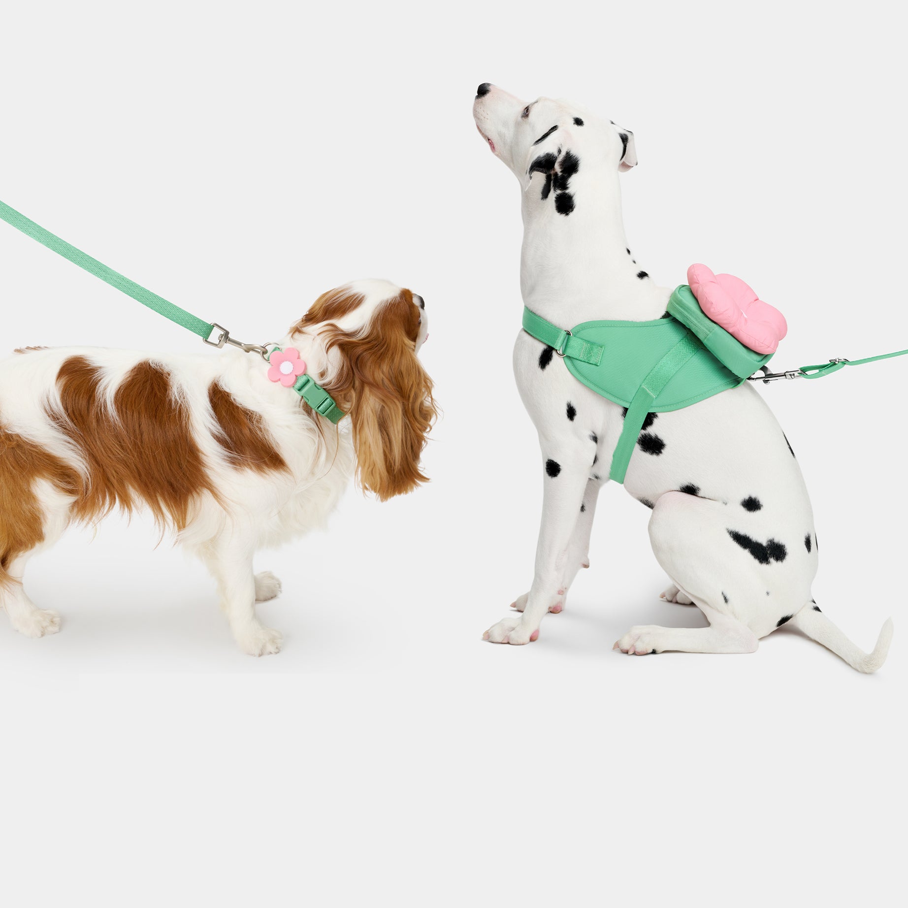 Vetreska Flora Dog Harness with backpack & Collar & Lead 3-in-One Set