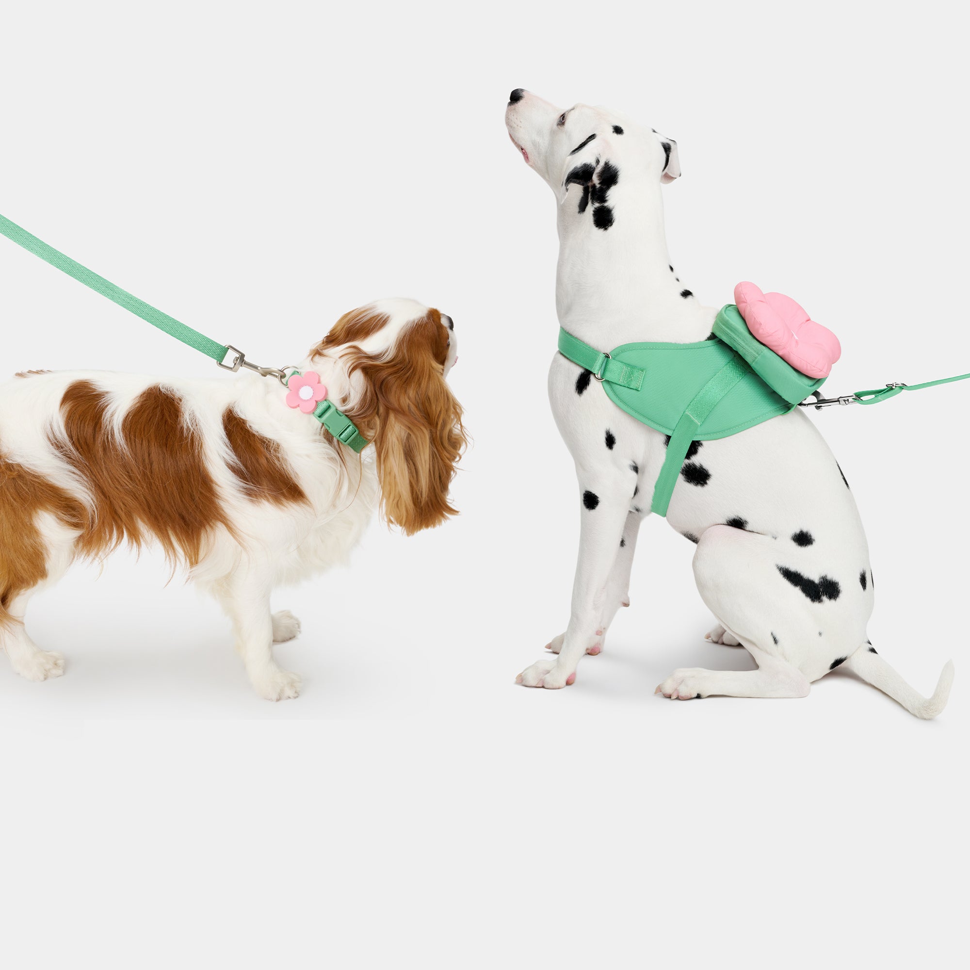 Vetreska Flora Dog Harness with backpack & Collar & Lead 3-in-One Set