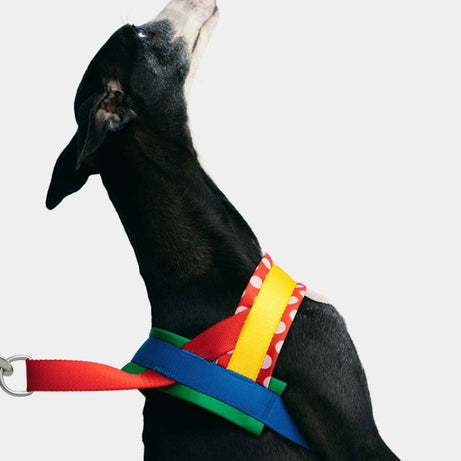 Vetreska Chroma Dog Harness Walking Sets