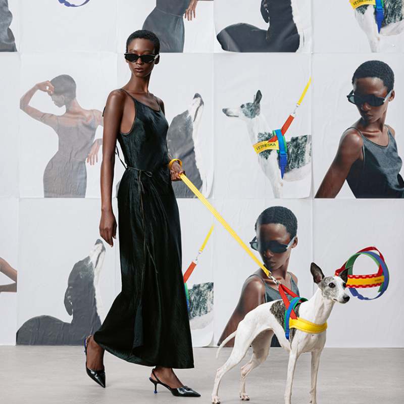 Vetreska Chroma Dog Harness Walking Sets