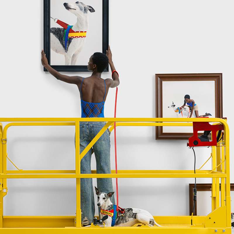 Vetreska Chroma Dog Harness Walking Sets