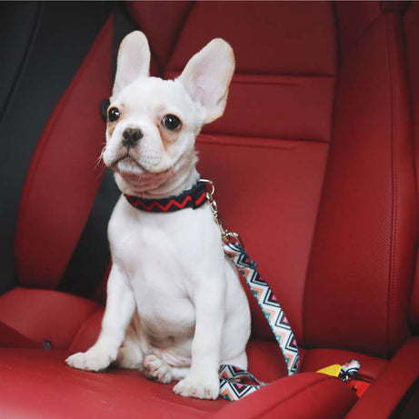 Dog Car Seat Belt