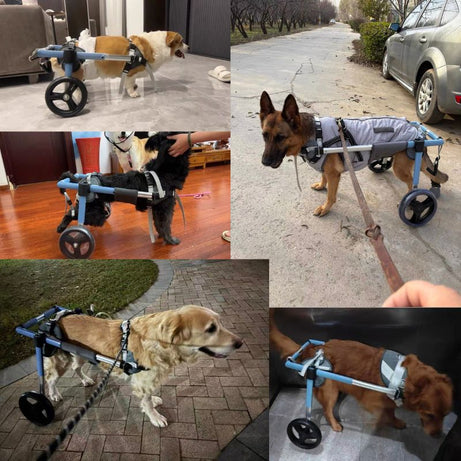 OmniStep modular rear support dog wheelchair with blue frame in various settings