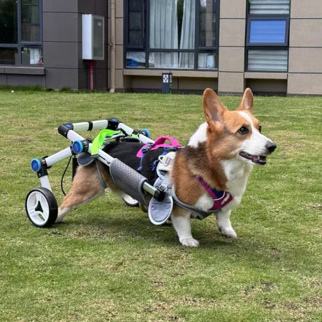 QuickFit Folding Rear Dog Wheelchair S(Pug Frenchie Corgi)