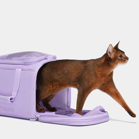 Vetreska Expandable Violet Pet Carrier Bag with cat exiting, purple pet travel bag for safe journeys.