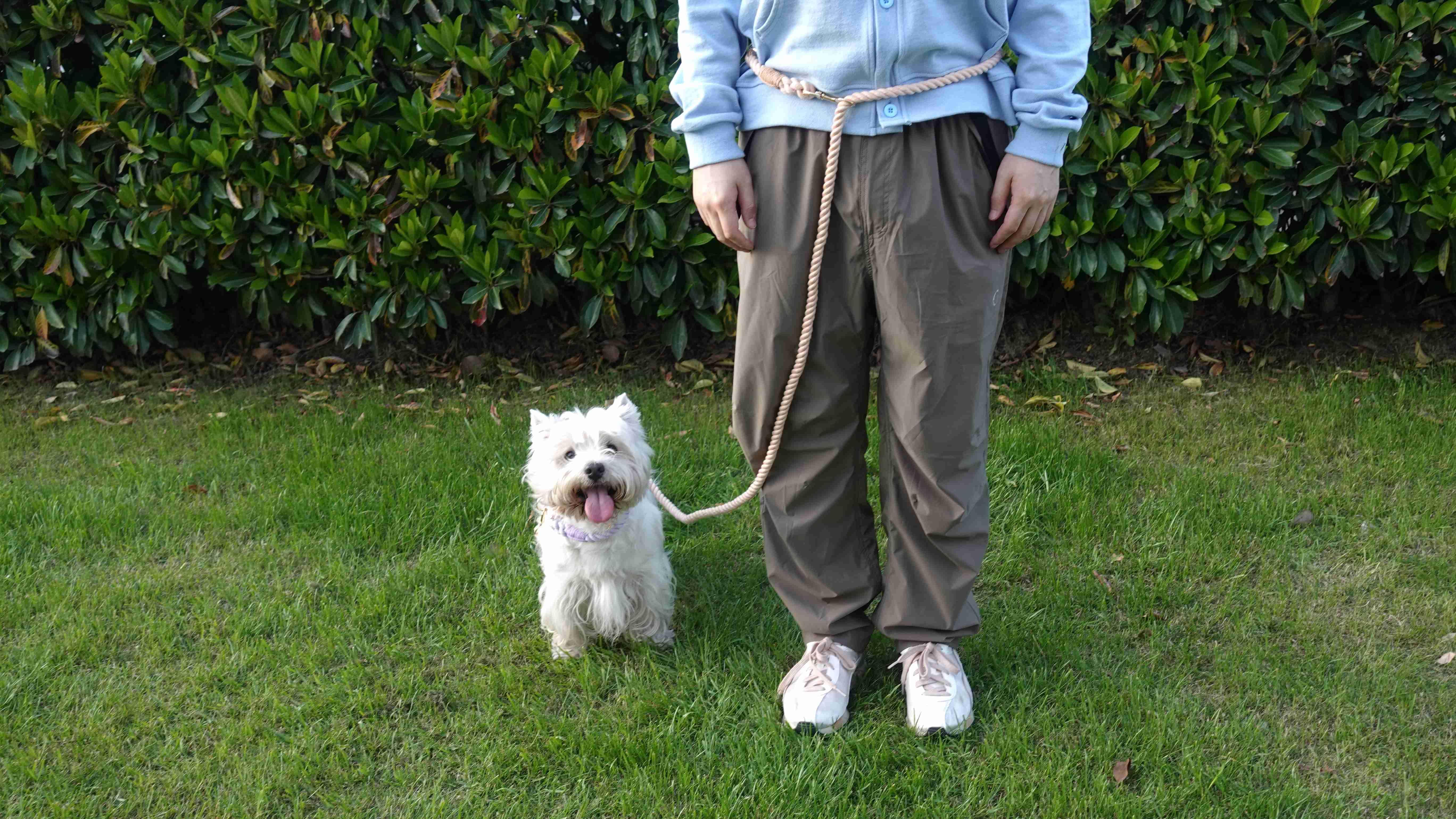 Versatile Hands-Free Dog Walking Kit