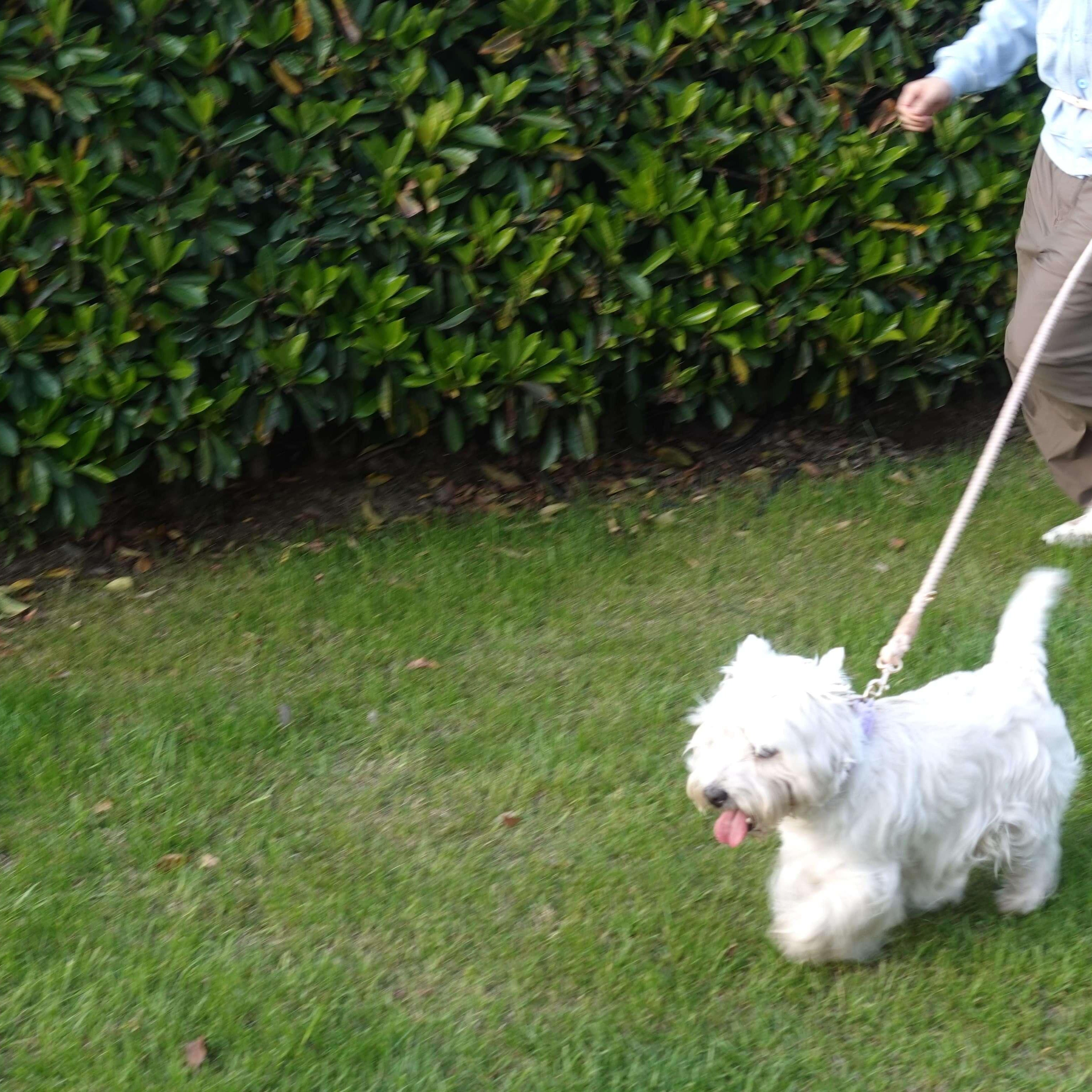 Versatile Hands-Free Dog Walking Kit