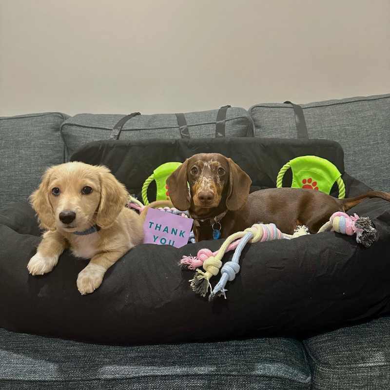 Luxury Large Dog Car Bed