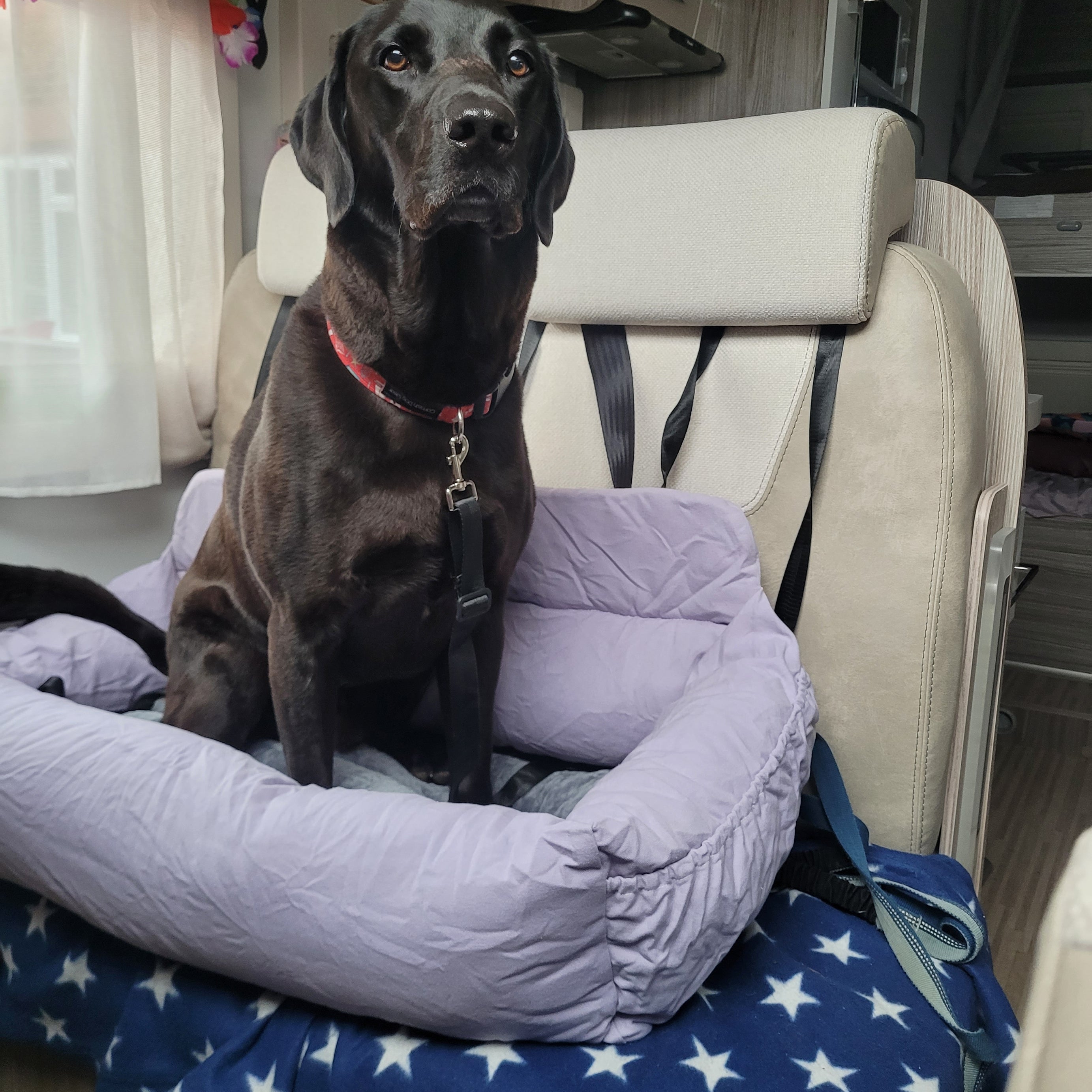 Luxury Large Dog Car Bed