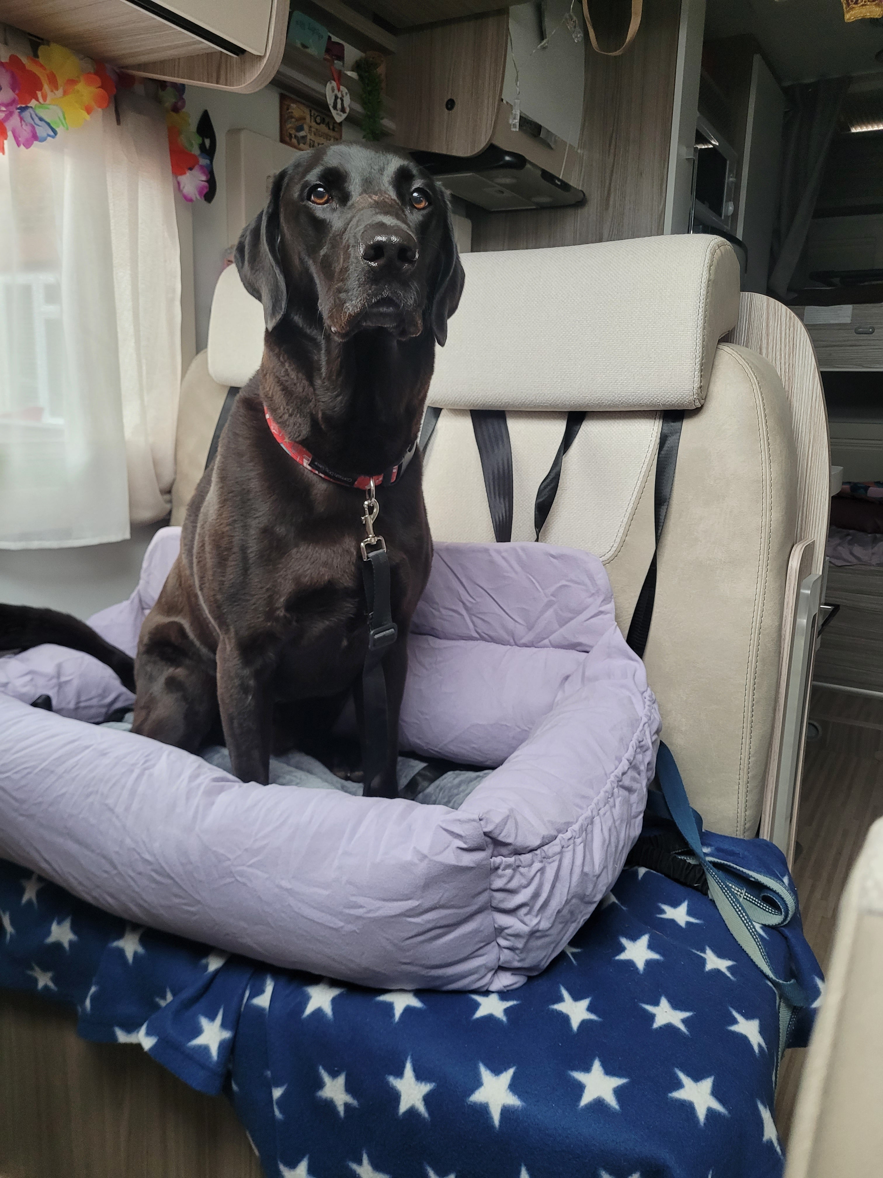Luxury Large Dog Car Bed