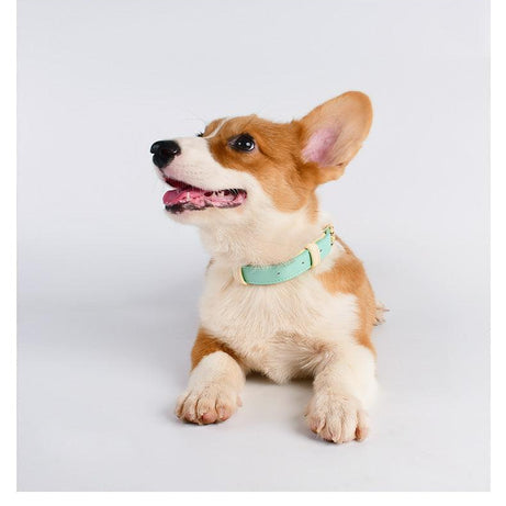 Genuine Leather Dog Collar Kit